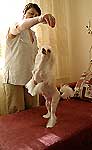 АМБИЦИЯ ВЕРМУТА ИЗ ХАКАССИИ , китайская хохлатая собака. сука - фото май 2010 г.