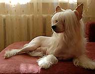 АМБИЦИЯ ВЕРМУТА ИЗ ХАКАССИИ , китайская хохлатая собака. сука - фото май 2010 г.